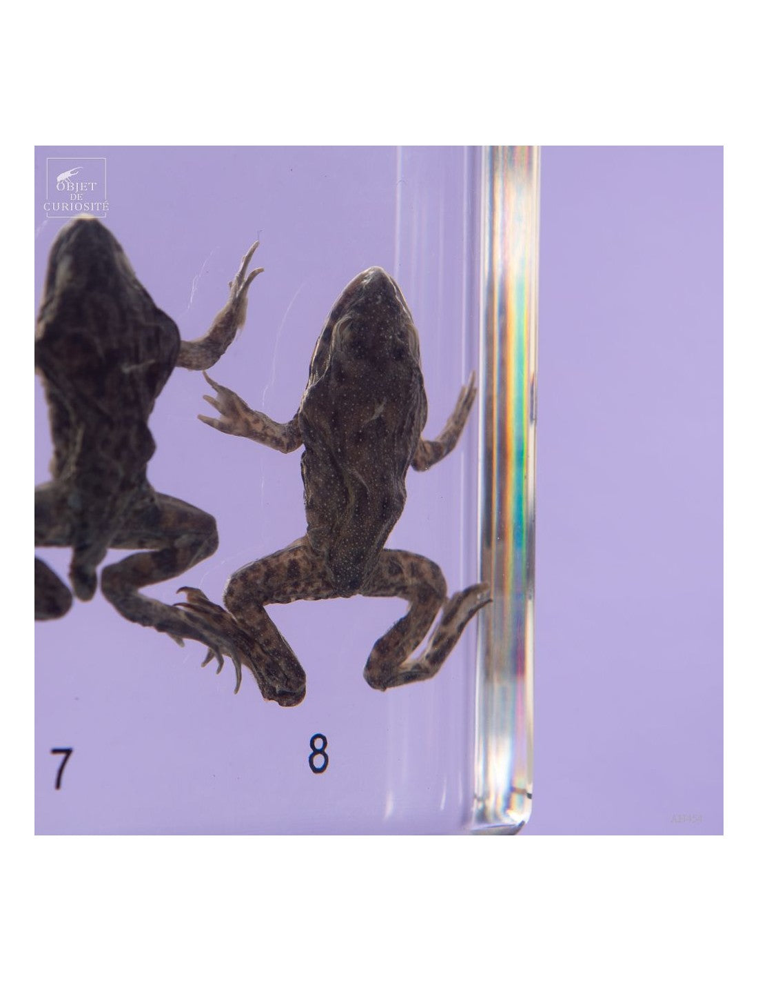 Frog development on black easel
