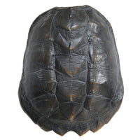HKliving turtle shell green/brown Large.